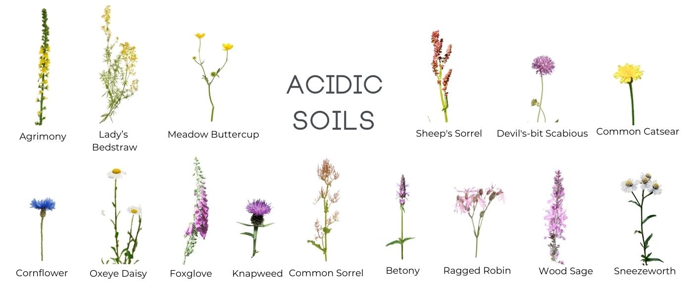 Wildflowers for Acidic Soils Connecting to Nature