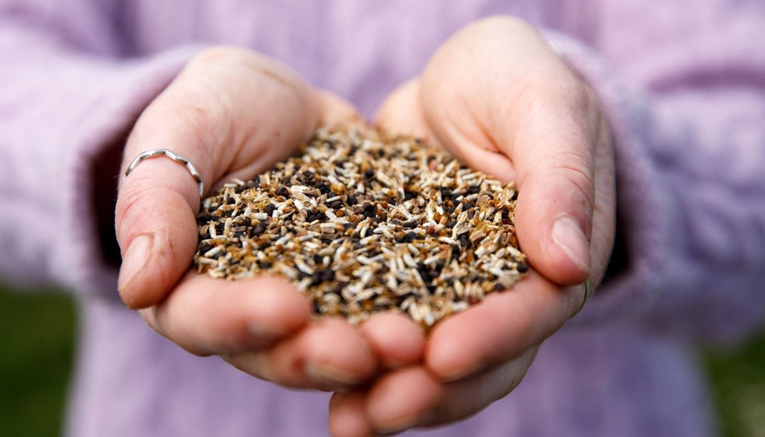 Sowing Wildflower Seeds | When and How to Sow