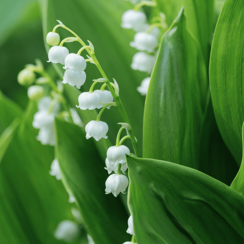 white irish lily Convallaria Majalis