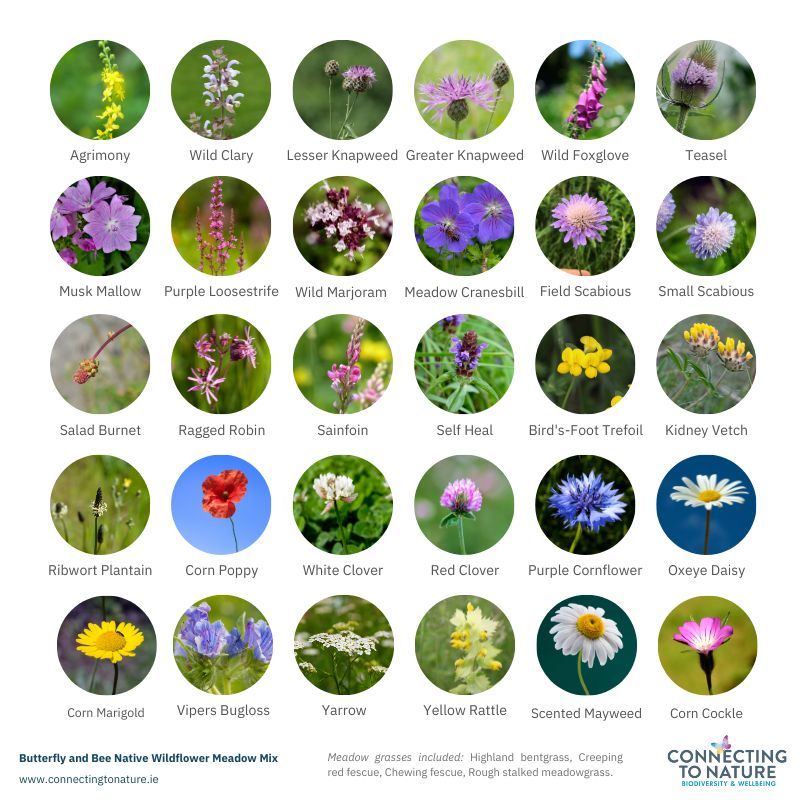 Blooming Native Meadow Mix Butterfly and Bee Meadow Mix - Wildflowers with Grass