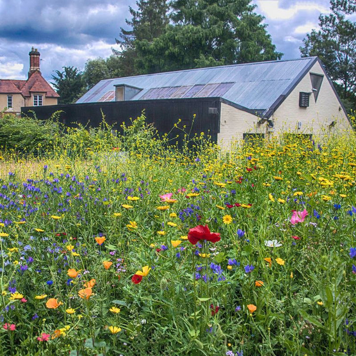 BloomingNative Wildflower Seed NN Year after Year Colour Impact