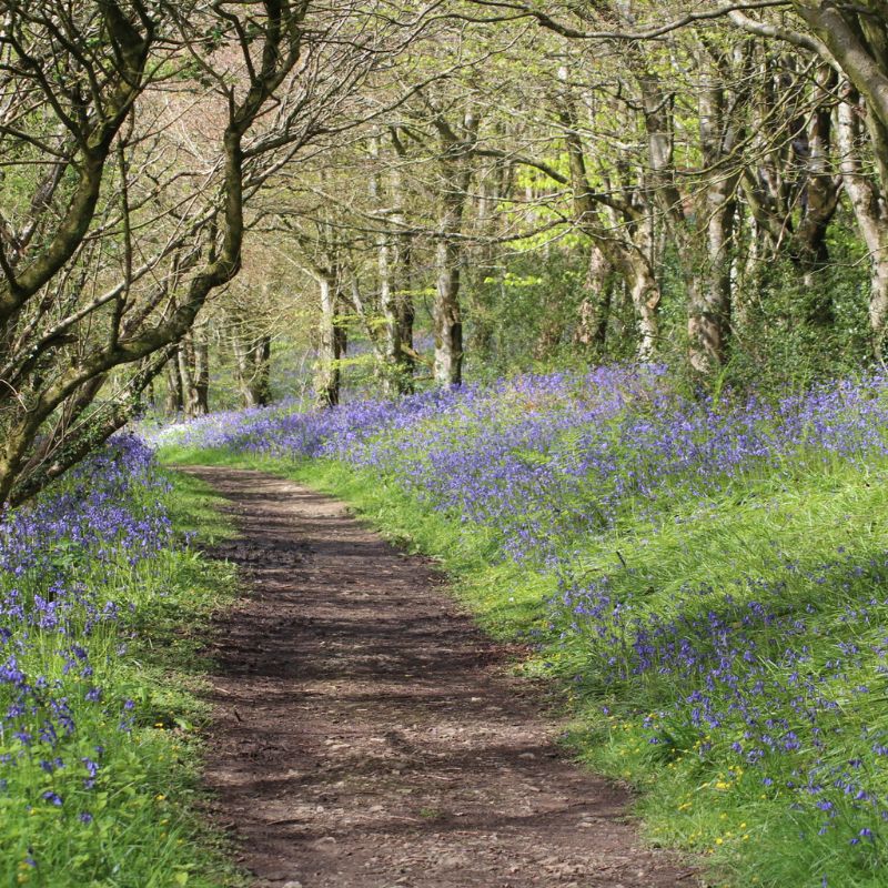 Native Wildflowers for Shaded Areas Wildflower Seed Ireland Connecting to Nature