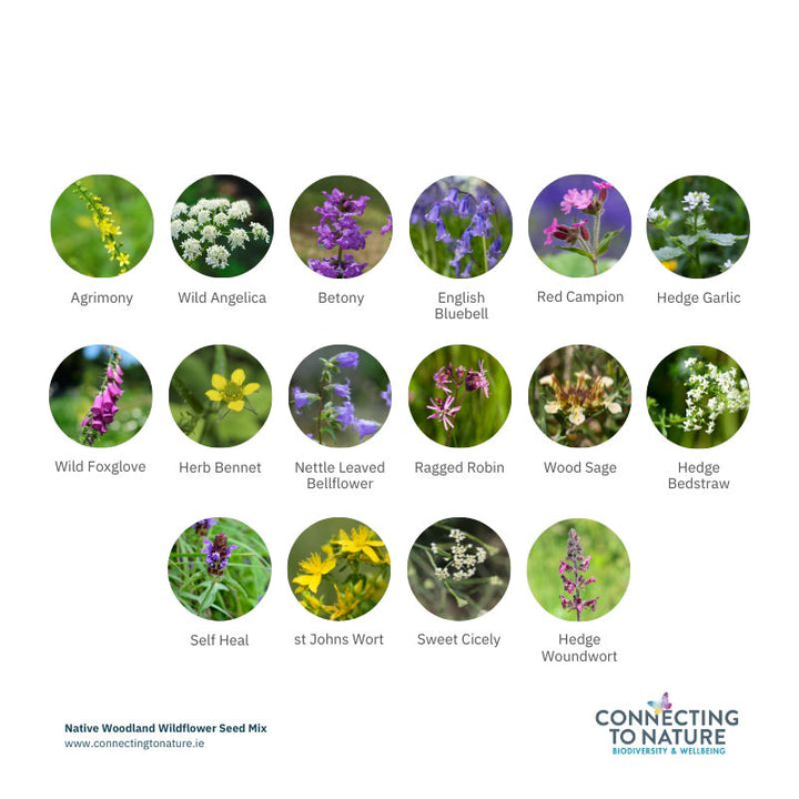 BloomingNative Wildflower Seed Woodland Native Wildflower Seed Mix | For heavily shaded areas