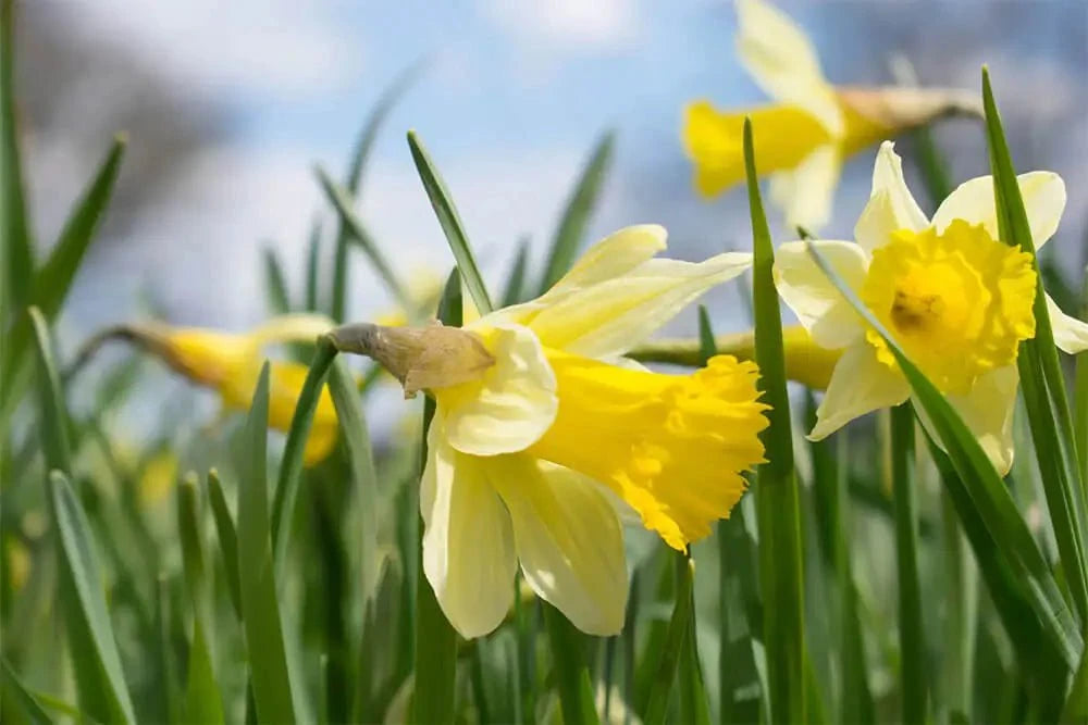 Connecting to Nature Bulbs Wild Daffodil | Early Flowering