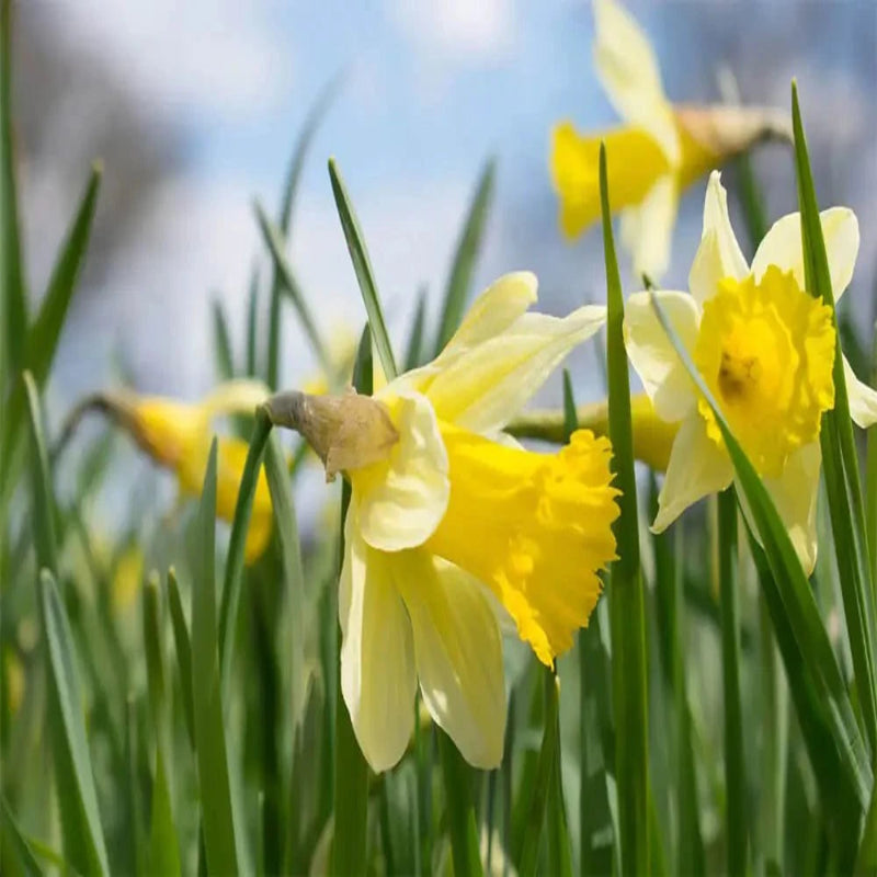 Connecting to Nature Bulbs Wild Daffodil | Early Flowering