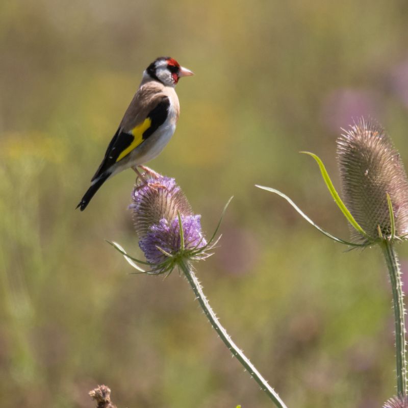Connecting to Nature Wildflower Seed Grow a Natural Bird Feeder Wildflower Seed Mix