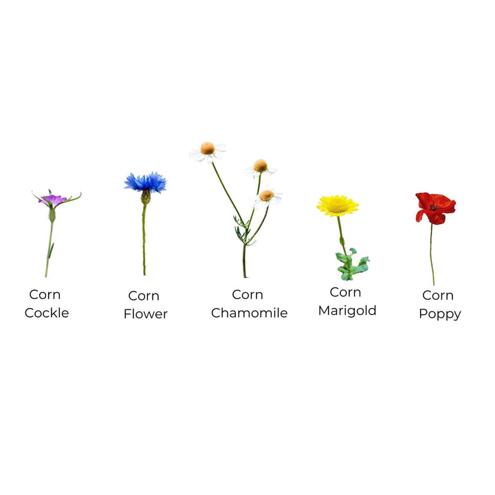 Blooming Native Accessories 'You're The Blooming Best' Native Seed Pocket