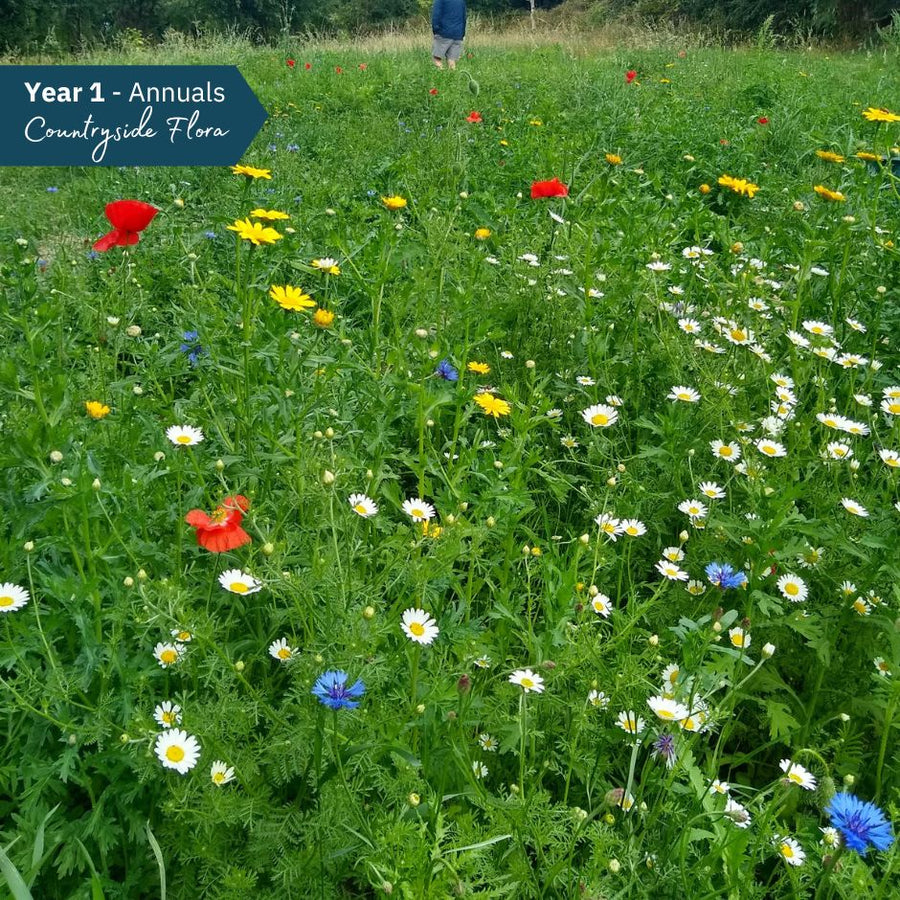 Blooming Native Countryside Flora - Farmland Wildflower Seed Mix
