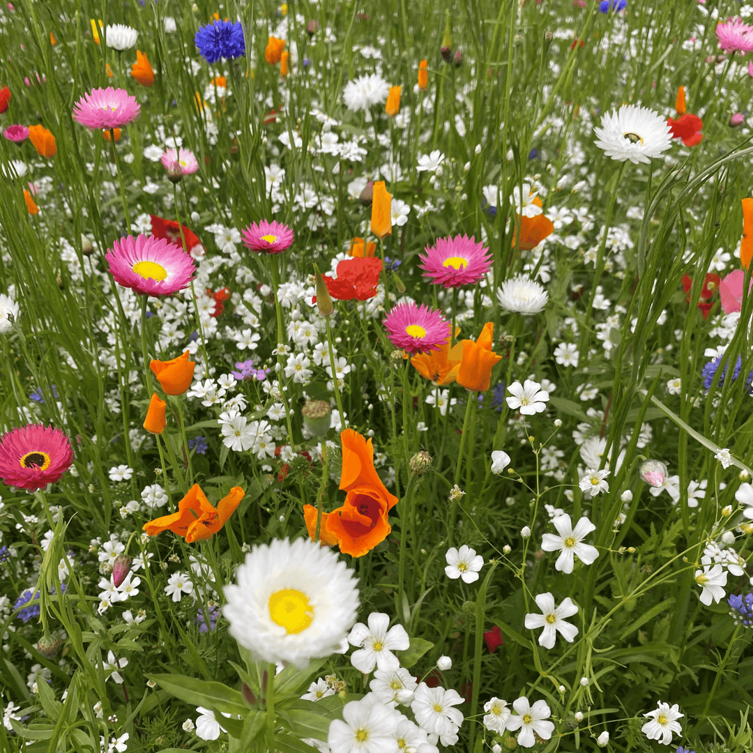 BloomingNative  Garden & Pollinator Seeds 6g | 1-2m² Annual Pollinator Mix