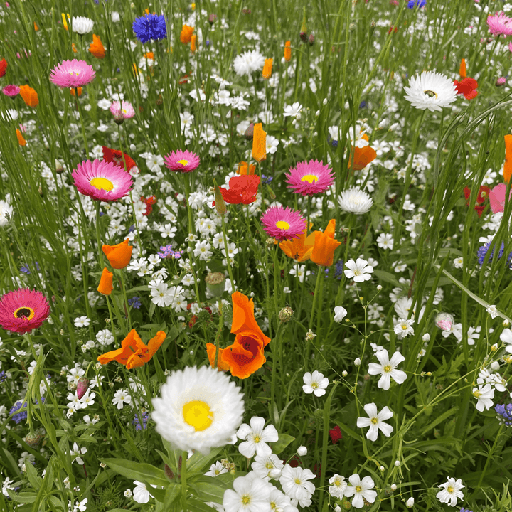 BloomingNative  Garden & Pollinator Seeds 6g | 1-2m² Annual Pollinator Mix