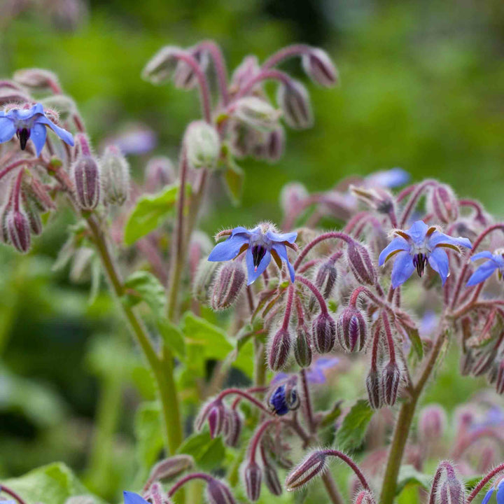 BloomingNative  Individual Species Borage