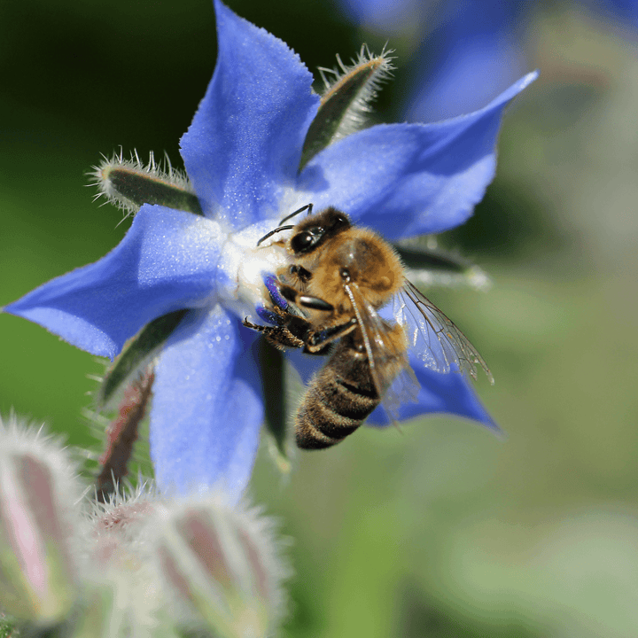 BloomingNative Individual Species Borage Large Bag
