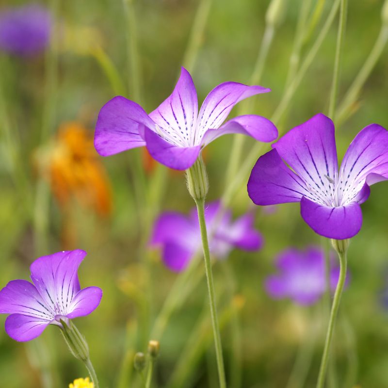 BloomingNative Individual Species Corncockle | Native Wildflower Seed