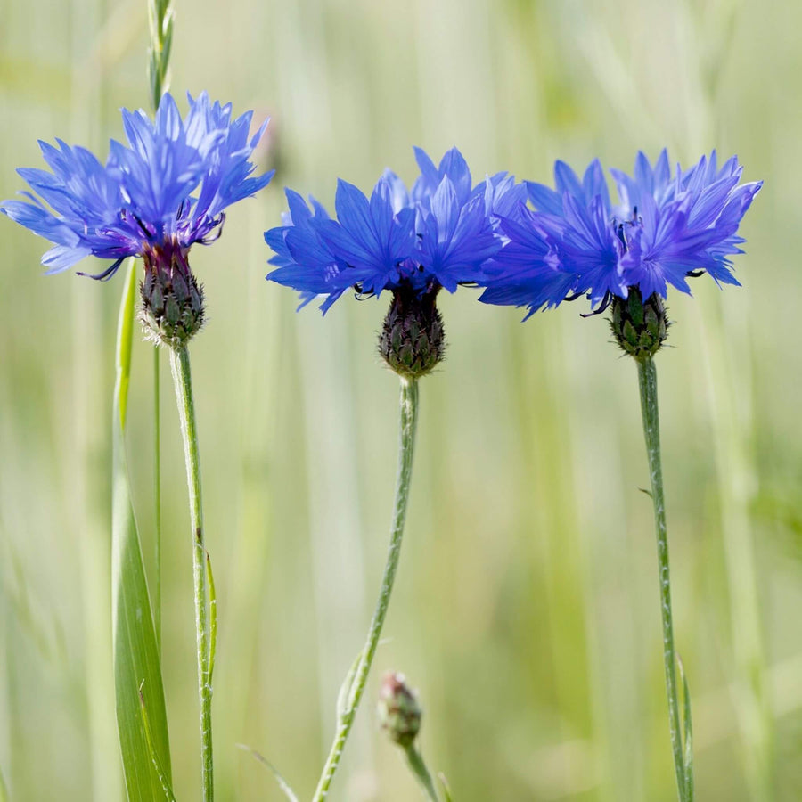 BloomingNative Individual Species Purple Cornflower