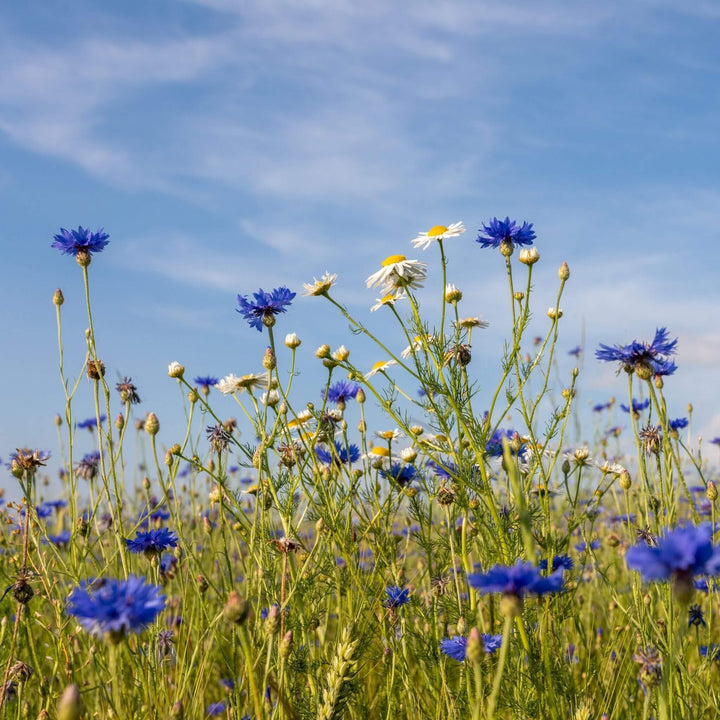 BloomingNative Individual Species Purple Cornflower