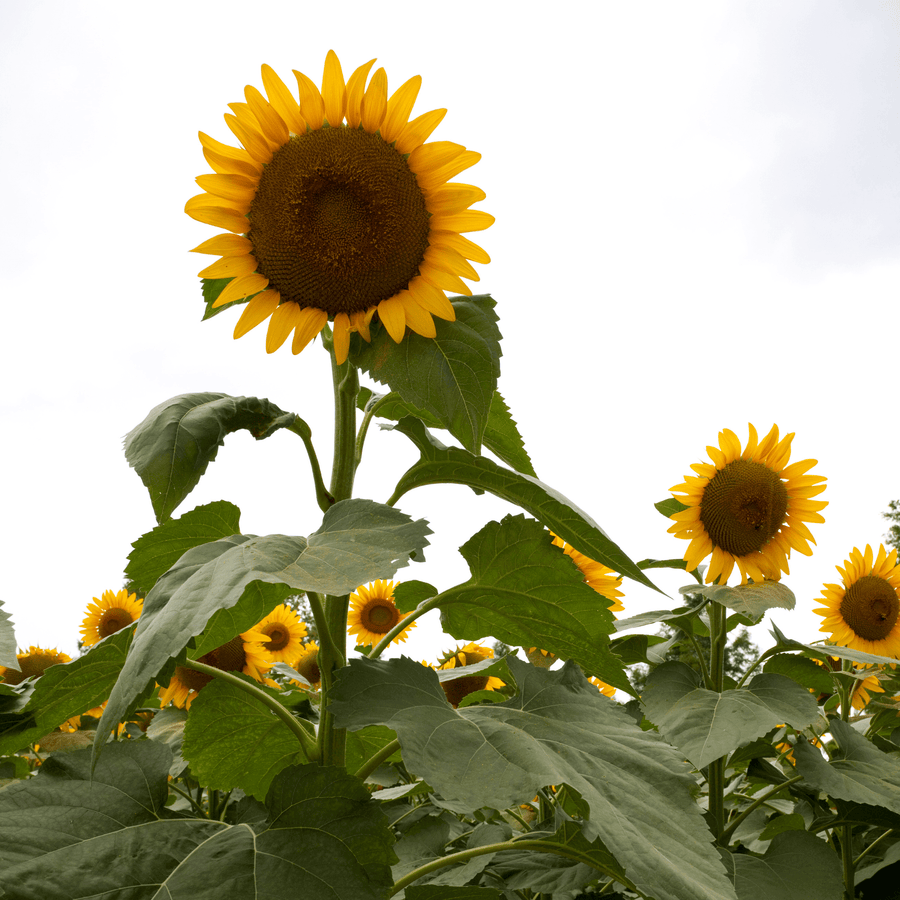 BloomingNative  Individual Species Sunflowers