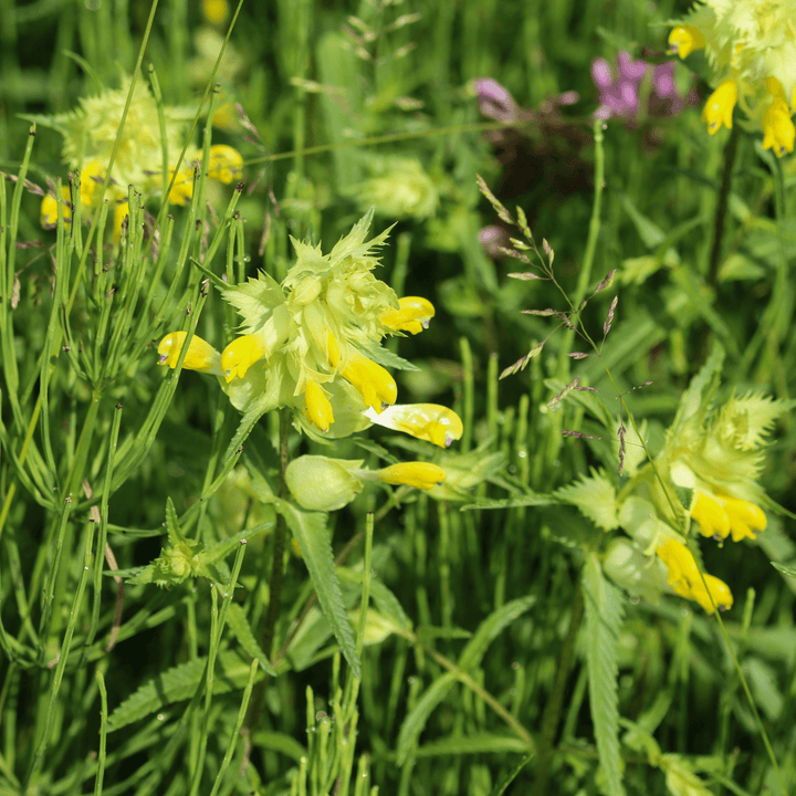 BloomingNative  Individual Species Yellow Rattle