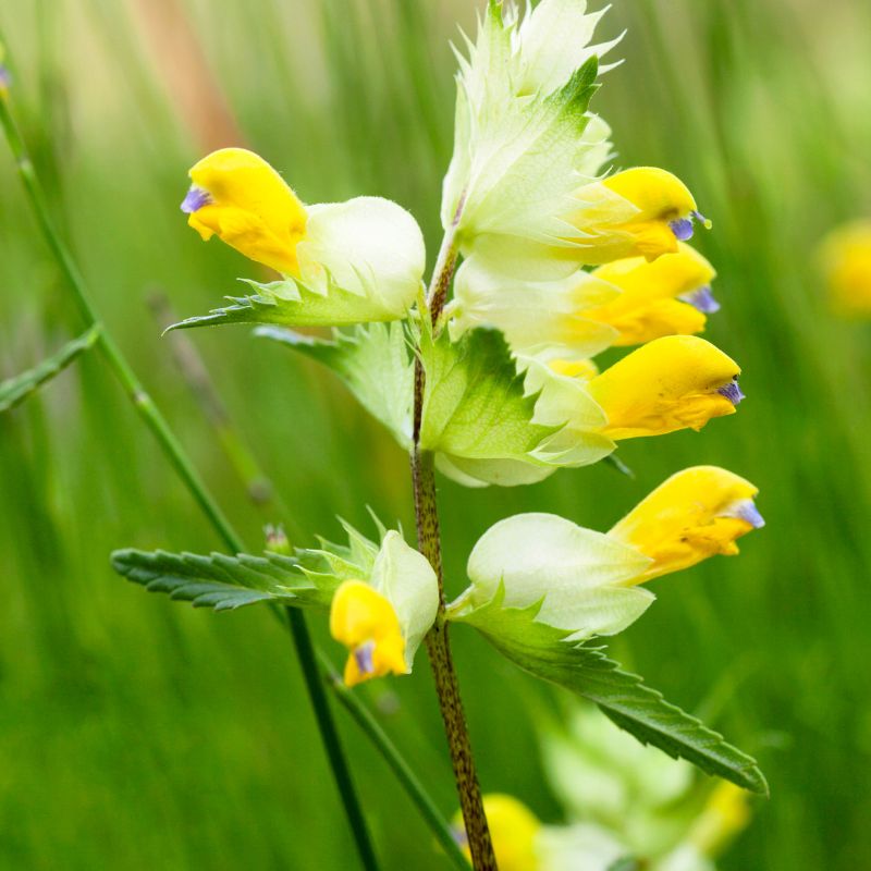 BloomingNative Individual Species Yellow Rattle Large bag