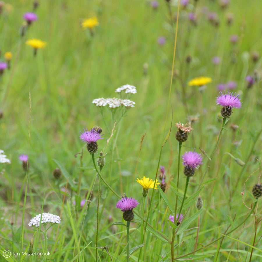 BloomingNative  Meadow Mix Butterfly and Bee Meadow Mix - Wildflowers with Grass