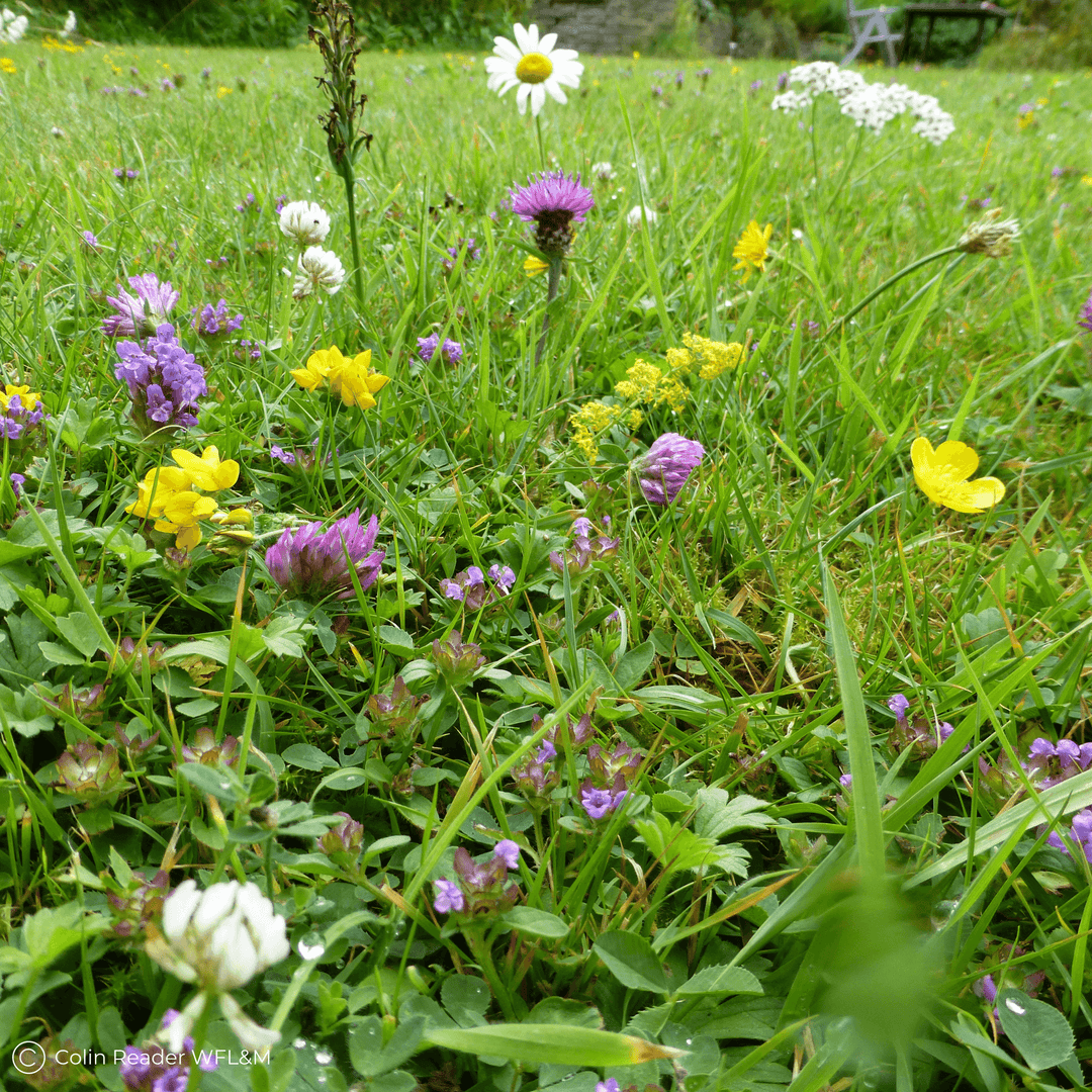 BloomingNative  Meadow Mix Flowering Lawn - Low Growing Meadow Mix