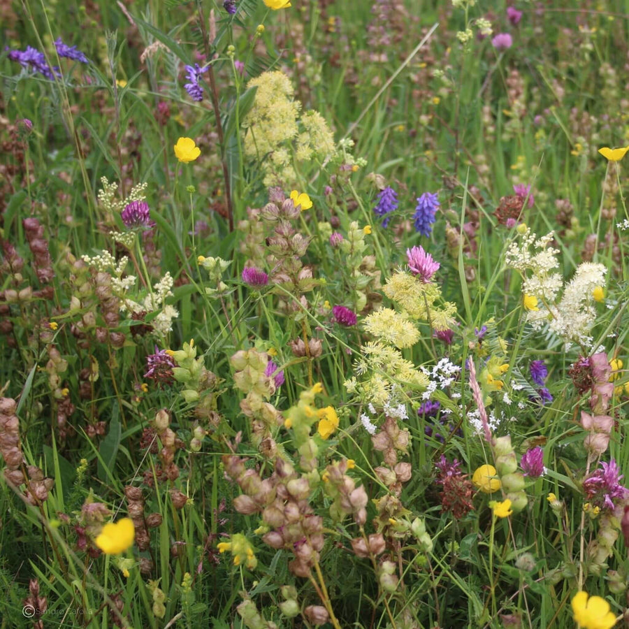 BloomingNative  Wildflower Seed Only 6g | 2 square meters Traditional Irish Native Wildflower Mix