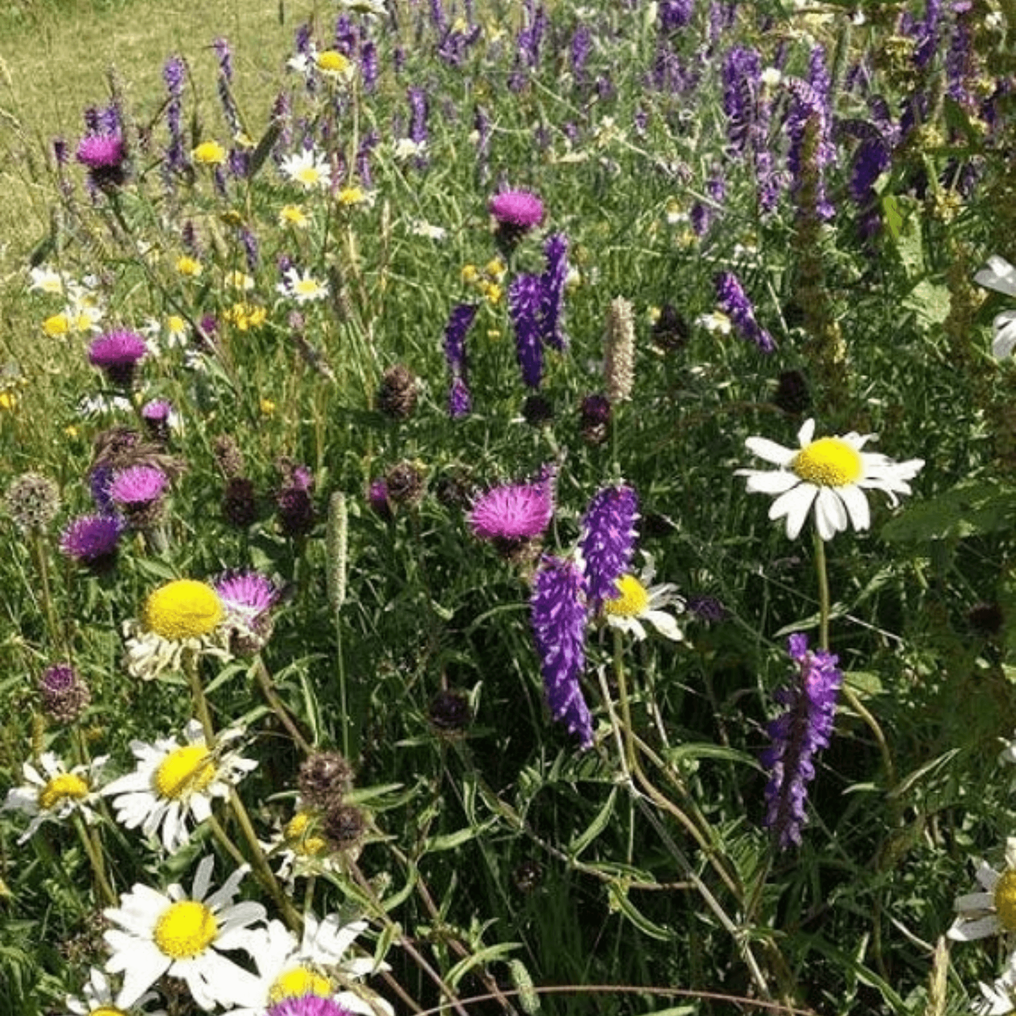 Native Wildflowers for Shaded Areas  Wildflower Seed Ireland – Connecting  to Nature