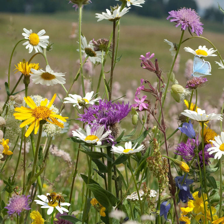 BloomingNative  Wildflower Seed Only Butterfly and Bee 100% Wildflower Seed Mix