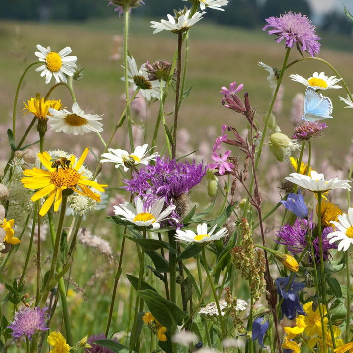 BloomingNative Wildflower Seed Only Butterfly and Bee 100% Wildflower Seed Mix Large Bags