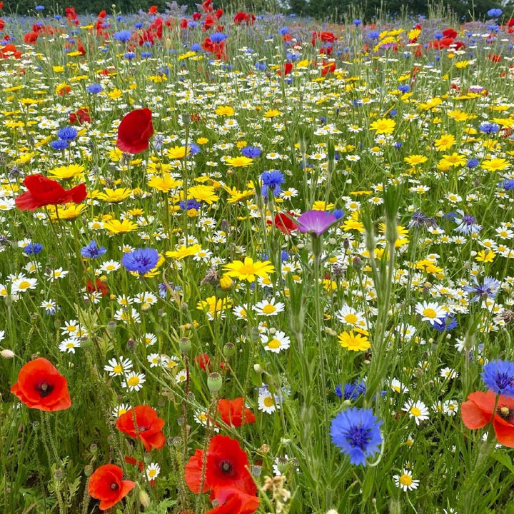 BloomingNative  Wildflower Seed Only Cornfield Annuals