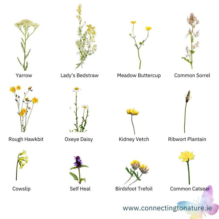 BloomingNative Wildflower Seed Only Low Growing 100% Wildflower Seed Mix Large Bag