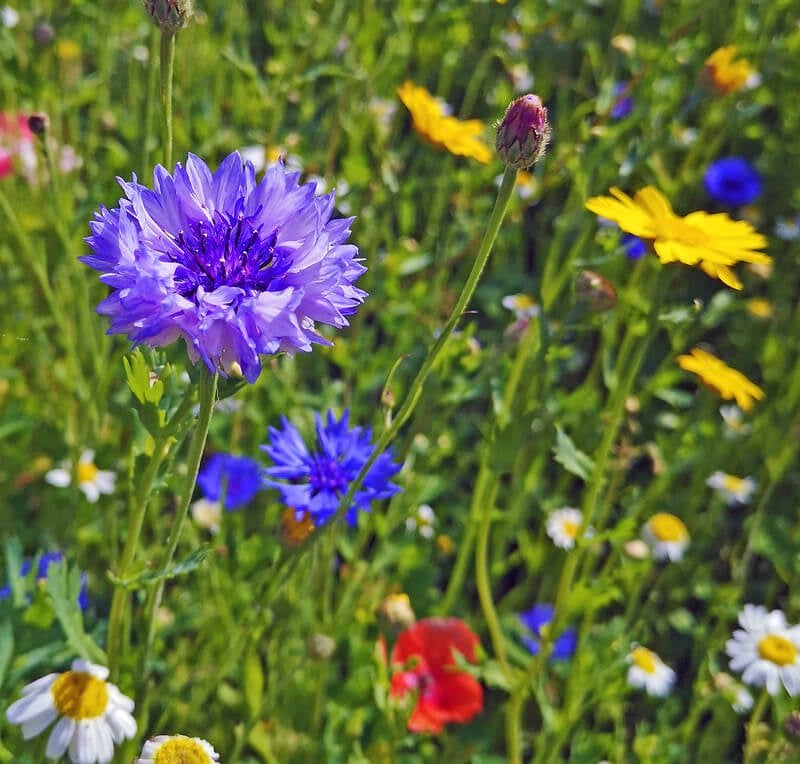 BloomingNative Wildflower Seed Only 500g | 180-250m² Traditional Irish Native Wildflower Mix Large Bag