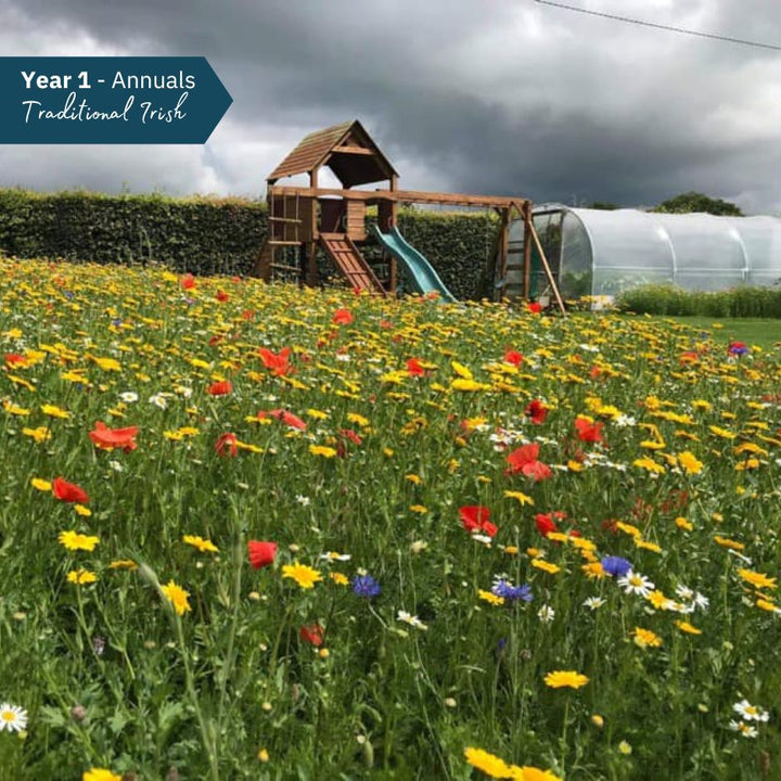 BloomingNative Wildflower Seed Only Traditional Irish Native Wildflower Mix Large Bag