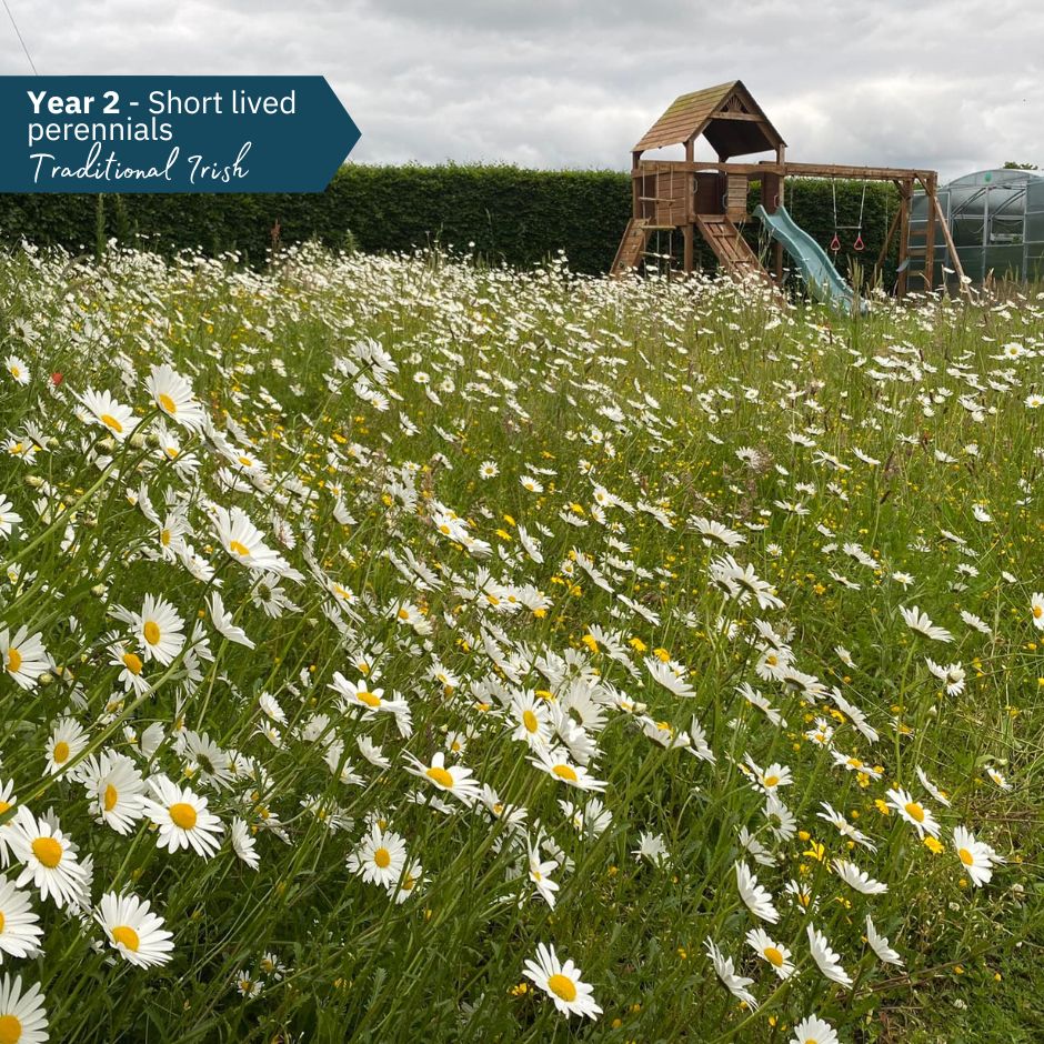 BloomingNative Wildflower Seed Only Traditional Irish Native Wildflower Mix Large Bag
