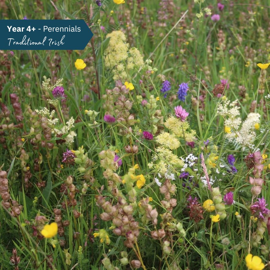 BloomingNative Wildflower Seed Only Traditional Irish Native Wildflower Mix Large Bag