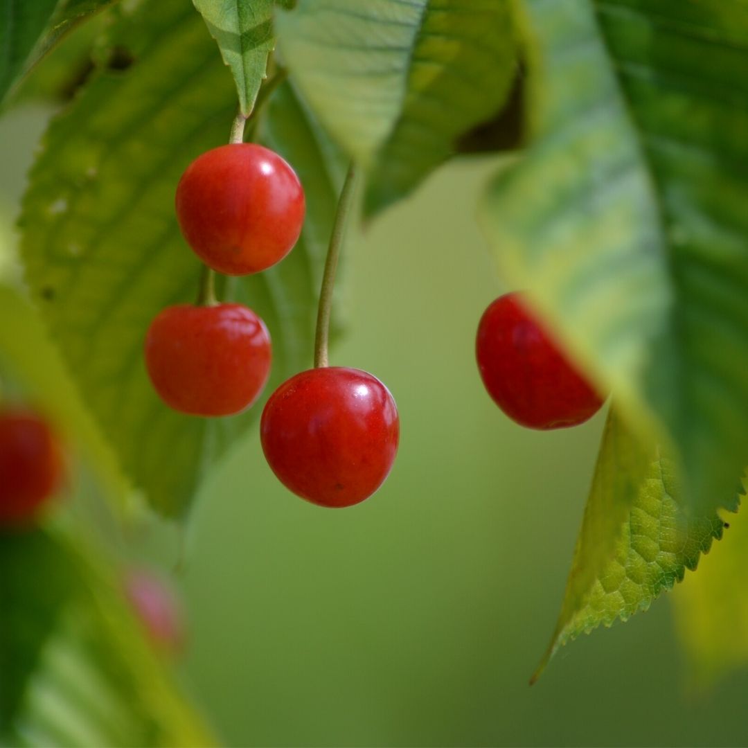 Connecting to Nature 18 trees | 4-6m Foraging Hedgerow Mix