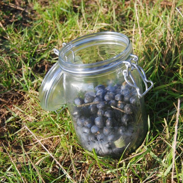 Connecting to Nature 18 trees | 4-6m Foraging Hedgerow Mix