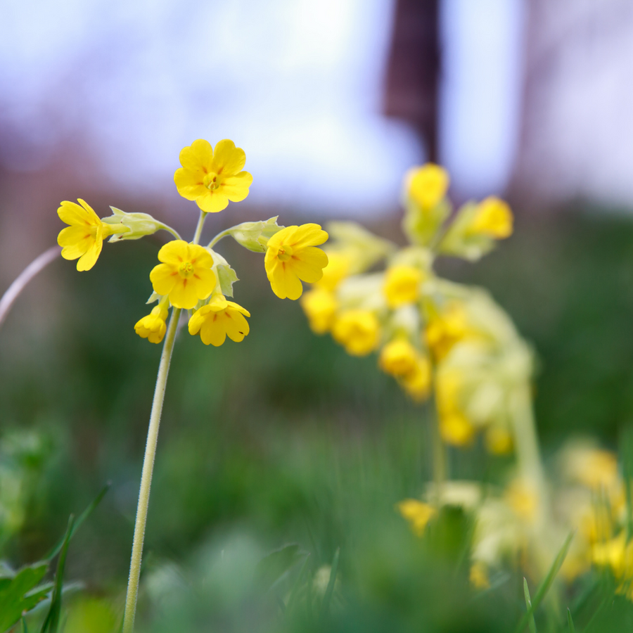 Connecting to Nature 6g Cowslip Native Wildflower Seed