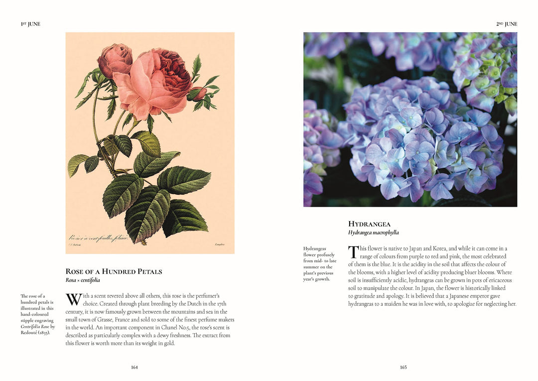 Connecting to Nature A Flower a Day | Miranda Janatka