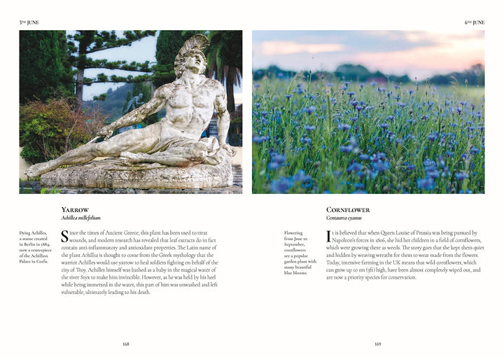 Connecting to Nature A Flower a Day | Miranda Janatka