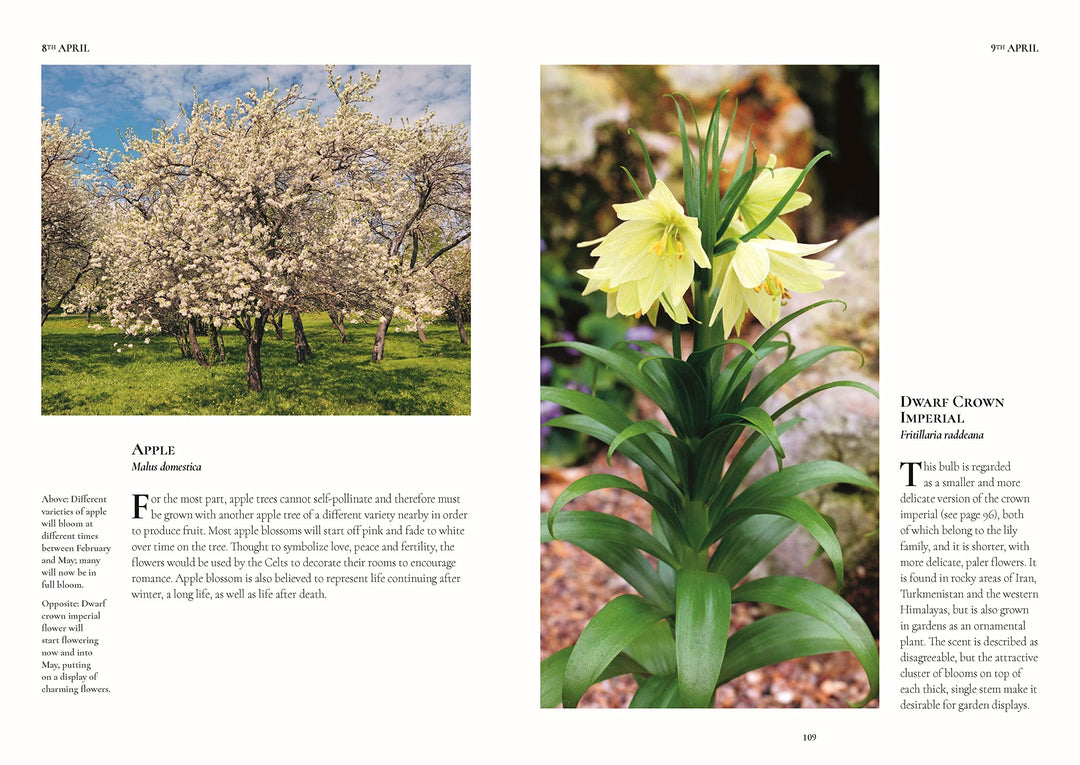 Connecting to Nature A Flower a Day | Miranda Janatka