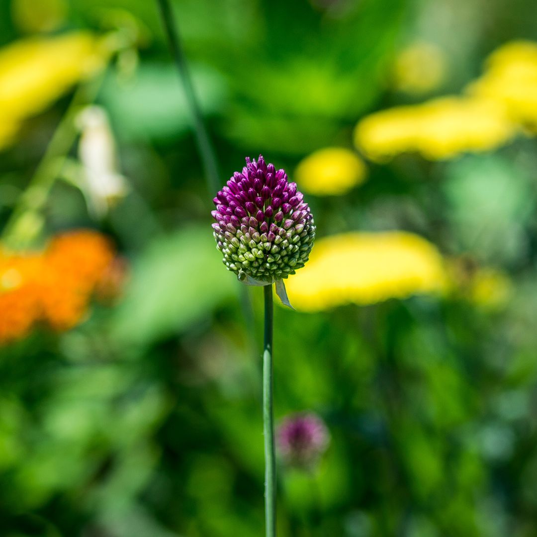 Connecting to Nature Allium Sphaerocephalon Bulbs | Small Flowering 'Drumstick'