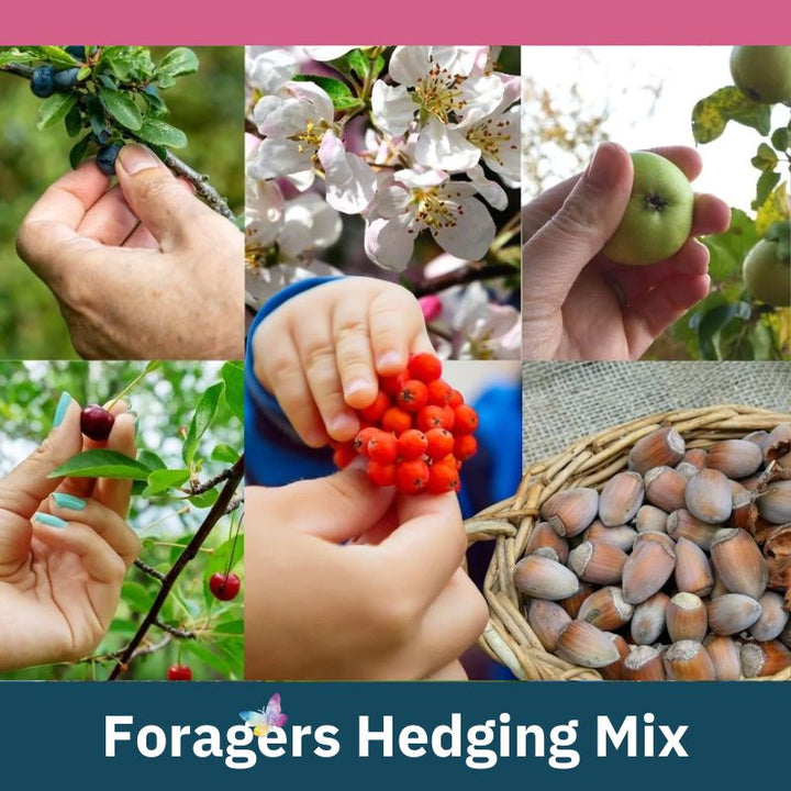 Connecting to Nature 18 trees | 4-6m Foragers Selection | Mix of Irish Trees