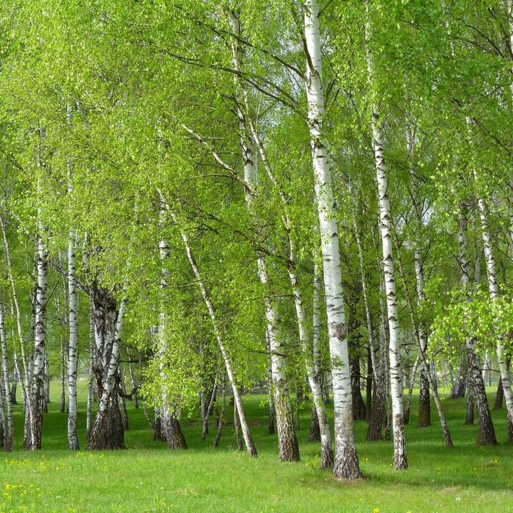 Connecting to Nature Hedging Birch Trees | Irish Native Bare-root Whips