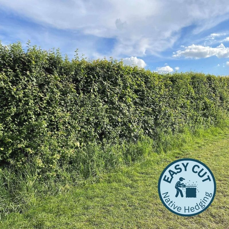 Connecting to Nature Hedging Easy Cut Irish Native Hedgerow Mix