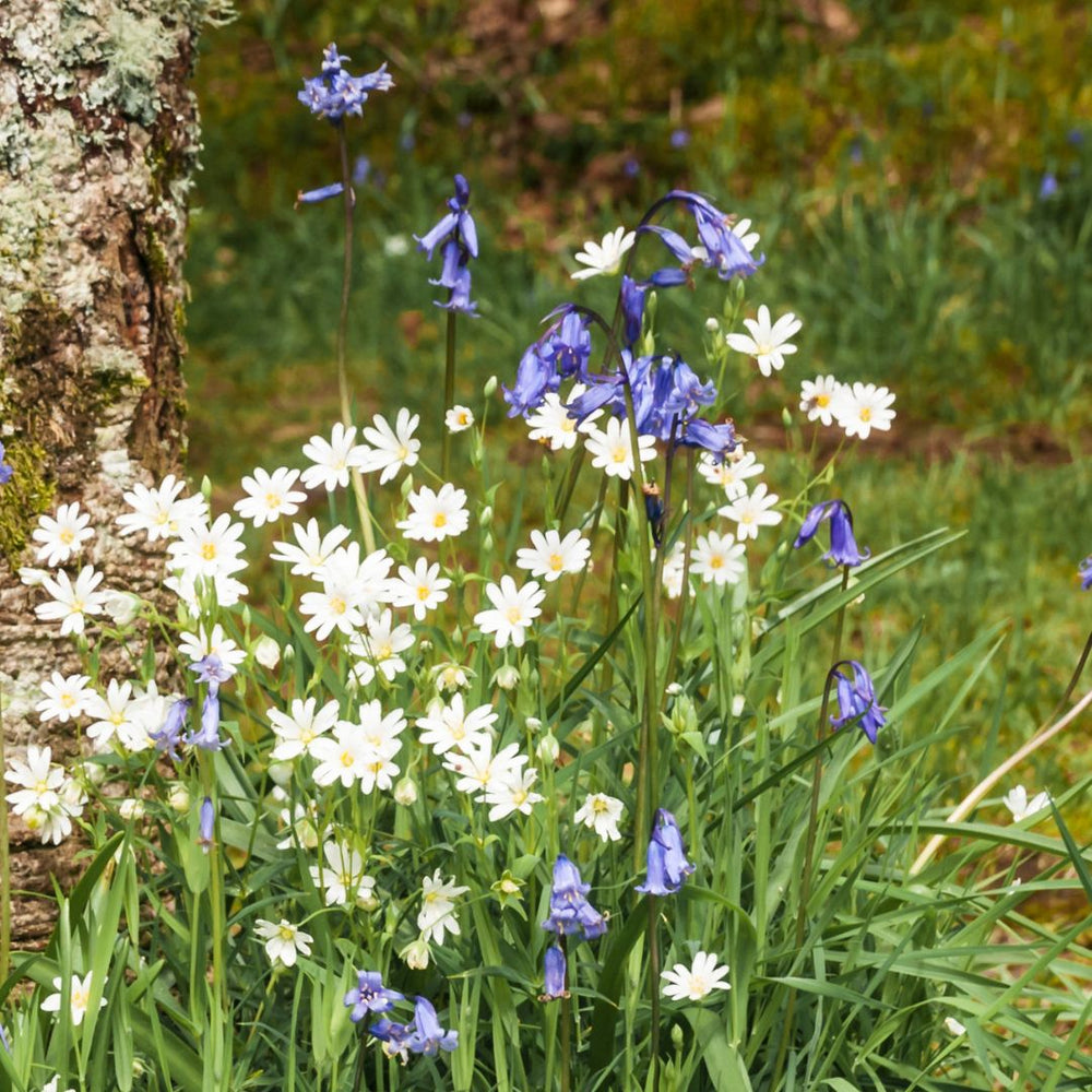 Connecting to Nature Irish Native Bluebell Bulbs | Hyacinthoides Non Scripta
