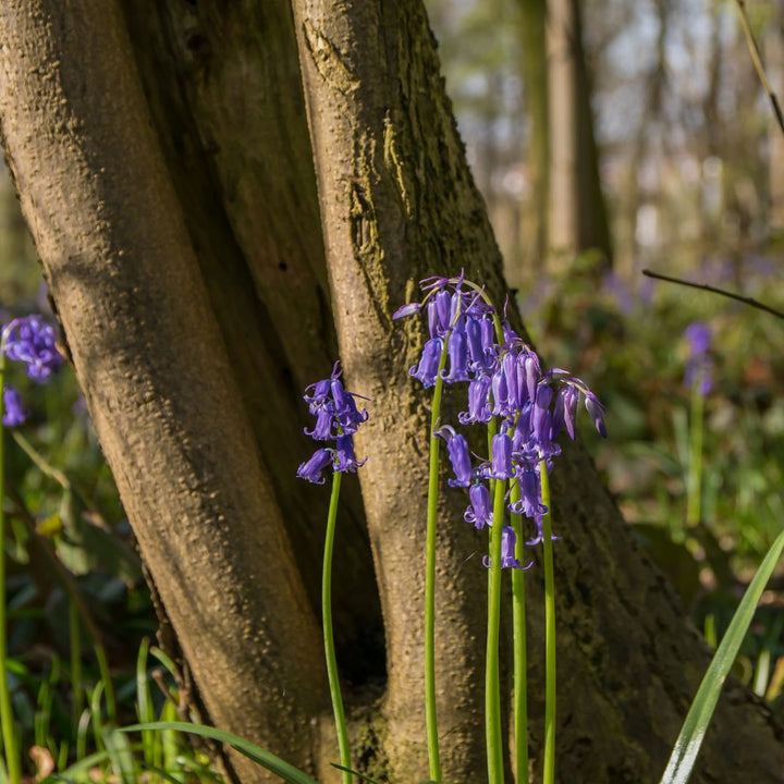 Connecting to Nature Irish Native Bluebell Bulbs | Hyacinthoides Non Scripta