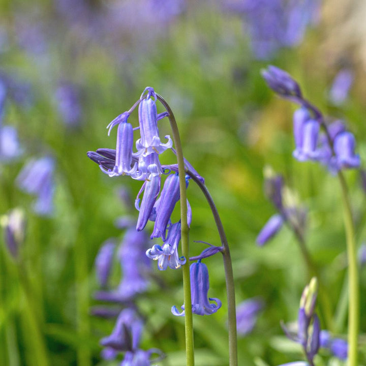 Connecting to Nature Irish Native Bluebell Bulbs | Hyacinthoides Non Scripta