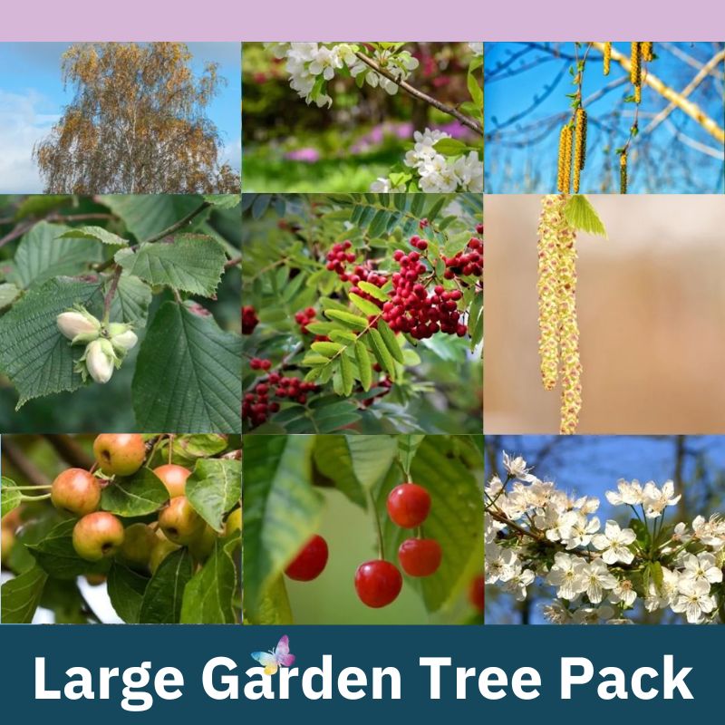 Connecting to Nature Large Garden Tree Pack | Irish Native trees suitable for gardens