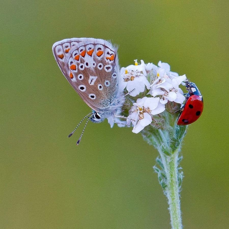 Connecting to Nature Predator Attaracting Wildflower Seed Mix