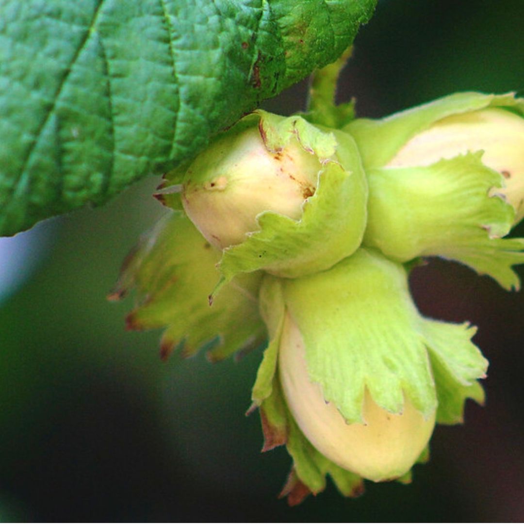 Connecting to Nature Small Garden Tree Pack | Irish Native trees